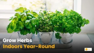 Read more about the article You Won’t Believe How Easy It Is to Grow Fresh Herbs Indoors All Year (Kitchen Secret Revealed!)