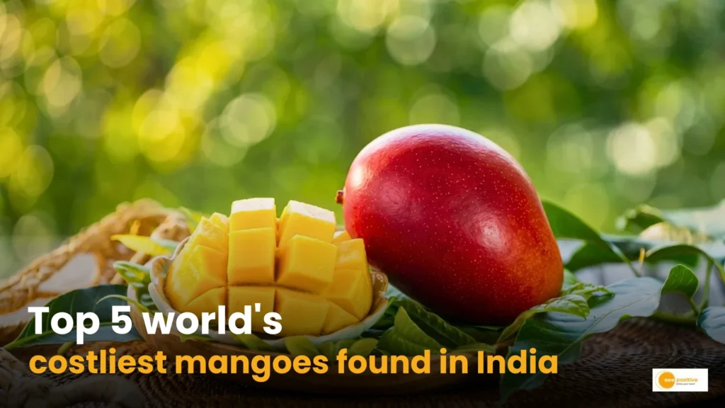 Top 5 world's costliest mangoes
found in India
