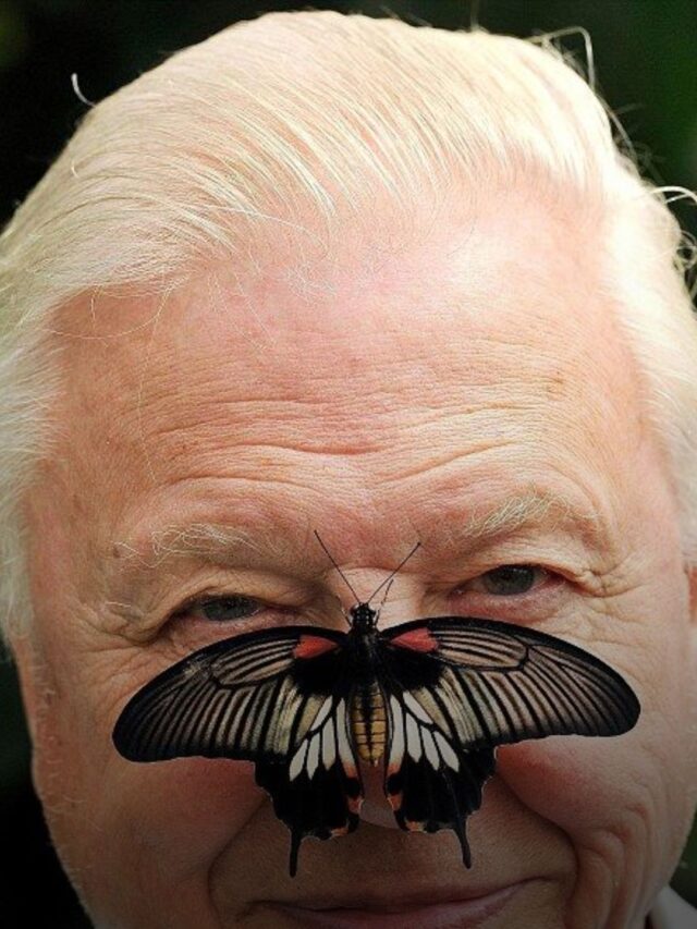 Who Is David Attenborough? 15 Incredible Facts on His 100th Birthday
