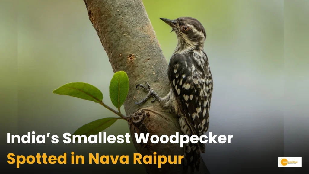 India’s Smallest Woodpecker 
Spotted in Chhattisgarh