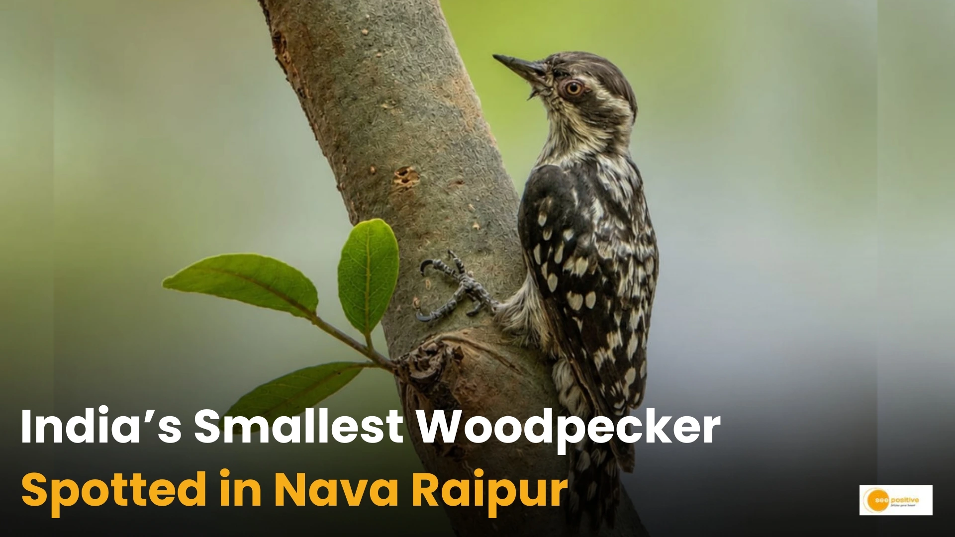 India’s Smallest Woodpecker Spotted in Nava Raipur