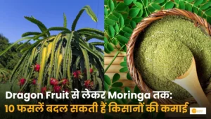 Read more about the article Dragon Fruit से लेकर Moringa तक: ये 10 फसलें बदल सकती हैं किसानों की कमाई, कम जमीन में भी दे सकती हैं बेहतर मुनाफा