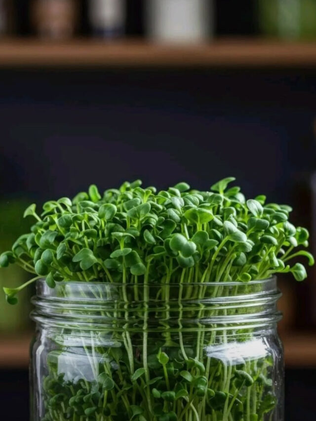 Tiny Greens, Big Benefits: How to Grow Microgreens at Home