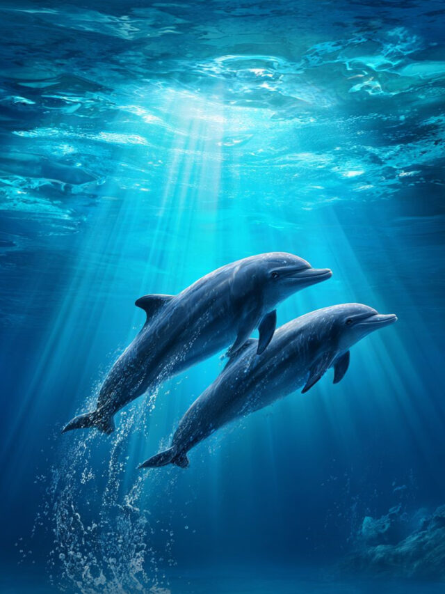 dolphins एक दुसरे से कैसे बात करती है ?