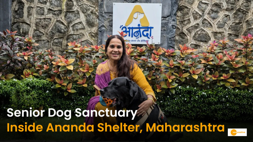 Safe Haven for Street Dogs: Inside Maharashtra’s Unique Retirement Home ‘Ananda’