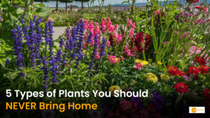 Read more about the article 5 Plants You Should Never Buy From a Nursery (And What to Check First)