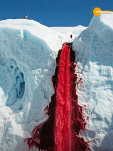 Read more about the article Is this real in Antarctica?