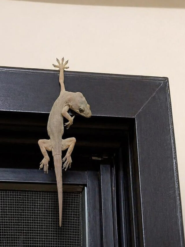 छिपकली की पूँछ कटने के बाद दोबारा कैसे उगती है? (Lizard Tail Autotomy Facts)