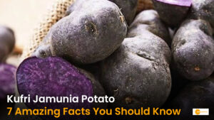 Read more about the article Kufri Jamunia: Why Is This Indian Potato Purple Inside?