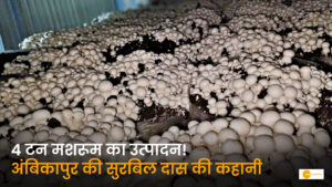 Read more about the article अंबिकापुर की सुरबिल दास की प्रेरणादायक कहानी: Zero Waste तकनीक से 2 सीजन में उगा रहीं 4 टन मशरूम