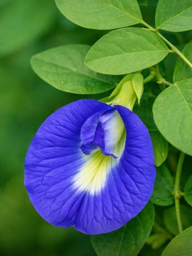 Aparajita Plant Health Benefits Blue Tea: अपराजिता के अद्भुत स्वास्थ्य लाभ (75 chars)