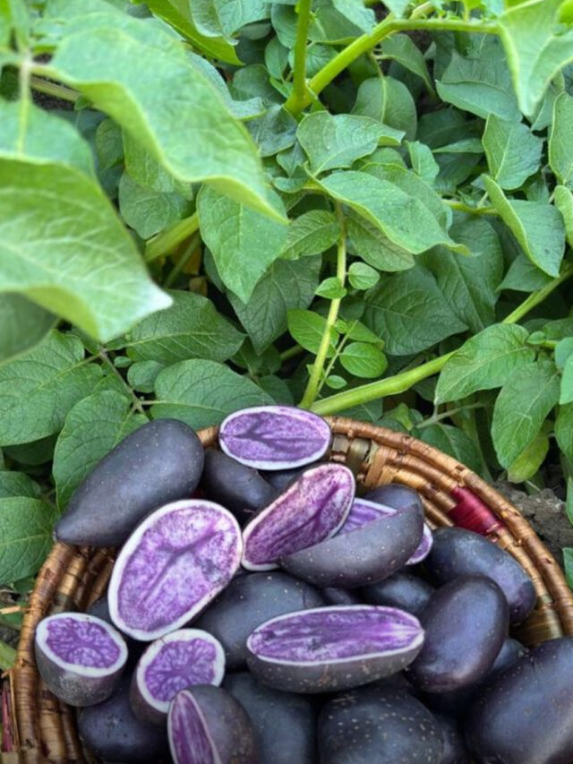 Kufri Jamunia: Why Is This Indian Potato Purple Inside?