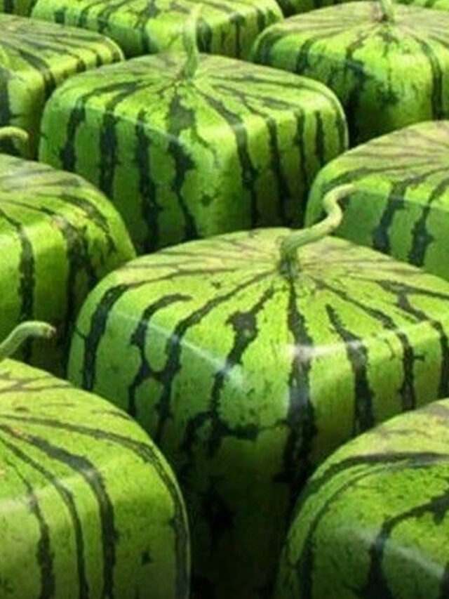 The Most Expensive Fruits In The World: Top 8 Luxury Fruits List